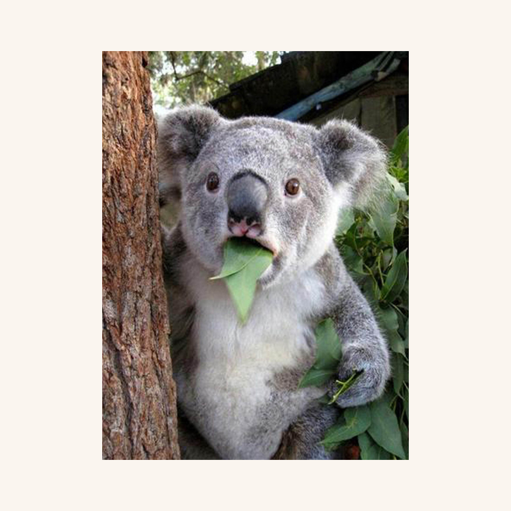 Diamond Painting Til Børn Og Voksne Koala A3 Designet Af Alfaflick Dansk Webshop Med Diamond Art